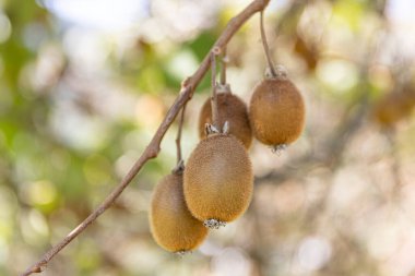Kivi ağacı fidanlığında büyük meyve kümeleri olan bir Kivi. Olgun kivi enfes bir şekilde asılı. Kivi çiftlik manzarası. Lezzetli kiviler böyle büyür. Yüksek çözünürlüklü resimler.