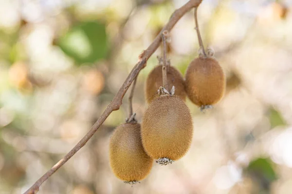 Kiwi Kiwi Tree Plantation Huge Clusters Fruits Ripe Kiwi Hangs — Stock Photo, Image