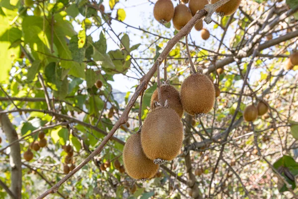 Kiwi Uma Plantação Kiwi Com Grandes Cachos Frutas Kiwi Maduro — Fotografia de Stock
