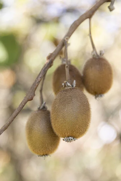 猕猴桃种植园上的猕猴桃 果实丛生 成熟的猕猴桃令人垂涎欲滴 Kiwi农场的风景 美味的猕猴桃就是这样长出来的 高分辨率的图片 — 图库照片