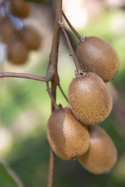 Kiwi Una Plantación Kiwi Con Enormes Racimos Frutas Kiwi Maduro — Foto de Stock