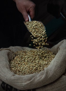 Eller yakın plan, çuval bezinden yapılmış kahve poşetinden yeşil kahve çekirdeği spatulası al.