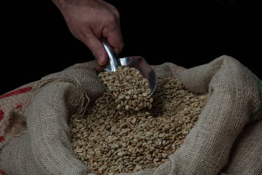 Eller yakın plan, çuval bezinden yapılmış kahve poşetinden yeşil kahve çekirdeği spatulası al.