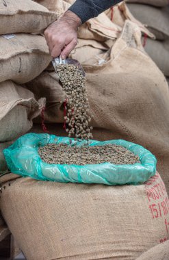 Yeşil kahve çekirdekleri. Bir avuç dolusu işlenmemiş kahveyi bir deponun arka planına yakın bir yerden poşete dolduruyor..