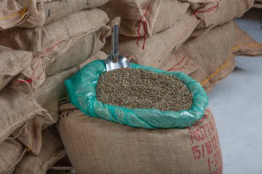 Yeşil kahve çekirdekleri. Bir avuç dolusu işlenmemiş kahveyi bir deponun arka planına yakın bir yerden poşete dolduruyor..