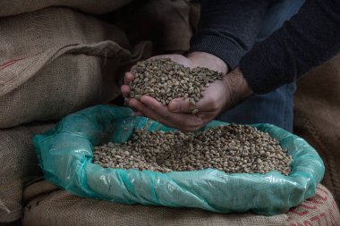 Yeşil kahve çekirdekleri. Bir avuç dolusu işlenmemiş kahveyi bir deponun arka planına yakın bir yerden poşete dolduruyor..