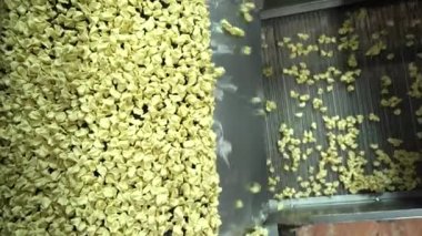 Ravioli fabrikası. Hamur köftesi fabrikasında ütomatik makine üretim süreci. Manti üretim fabrikasındaki üretim sürecinin konveyör bandı 4K video çekimi üzerine taze çiğ Türk mantısı..