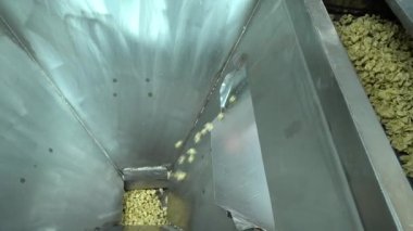 Ravioli fabrikası. Hamur köftesi fabrikasında ütomatik makine üretim süreci. Manti üretim fabrikasındaki üretim sürecinin konveyör bandı 4K video çekimi üzerine taze çiğ Türk mantısı..