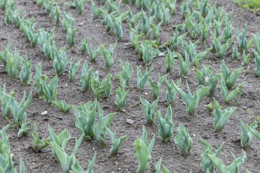 Lale fideleri. Çiçek tarlasında büyüyen genç lale fideleri. Lale fidanlarının ekildiği parkta bir çiçek tarlası..