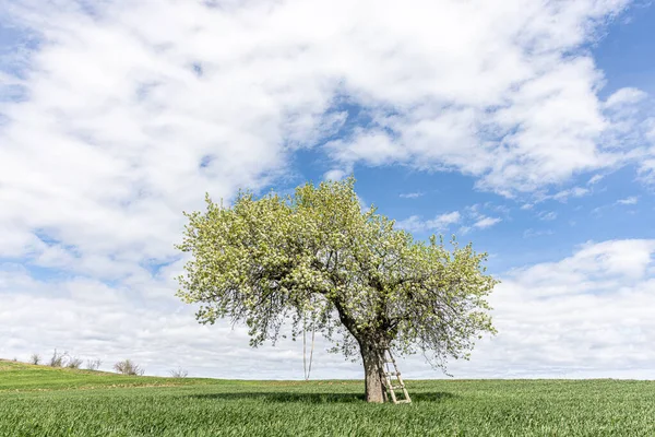 Frodiga Vita Blommande Grenar Fruktträd Molnig Himmel Våren Vita Blommor — Stockfoto
