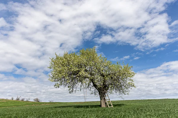 Frodiga Vita Blommande Grenar Fruktträd Molnig Himmel Våren Vita Blommor — Stockfoto