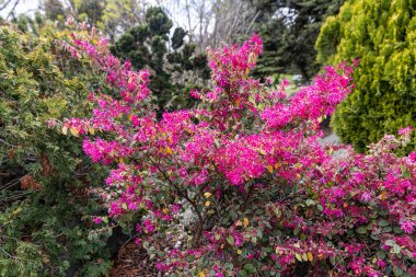 Loropetalum chinense, ateş dansı. Parktaki Kızıl Çiçek Loropetalum. Botanik koleksiyonu, Loropetalum 'un pembe çiçekleri Siyah İnci bitkisi..