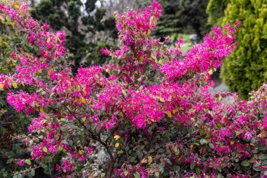 Loropetalum chinense, ateş dansı. Parktaki Kızıl Çiçek Loropetalum. Botanik koleksiyonu, Loropetalum 'un pembe çiçekleri Siyah İnci bitkisi..