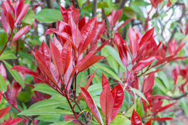 Photinia Pembe Çıtır. Latince adı Photinia Serratifolia Pembe Çıtır. Photinia Serratifolia 'nın genç ağaç tepeleri, parkta yeni yumuşak, kırmızı ve yeşil zirve. Türkçe adı: alev calisi, alev agaci.