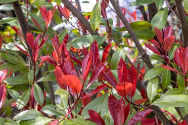 Photinia Pembe Çıtır. Latince adı Photinia Serratifolia Pembe Çıtır. Photinia Serratifolia 'nın genç ağaç tepeleri, parkta yeni yumuşak, kırmızı ve yeşil zirve. Türkçe adı: alev calisi, alev agaci.
