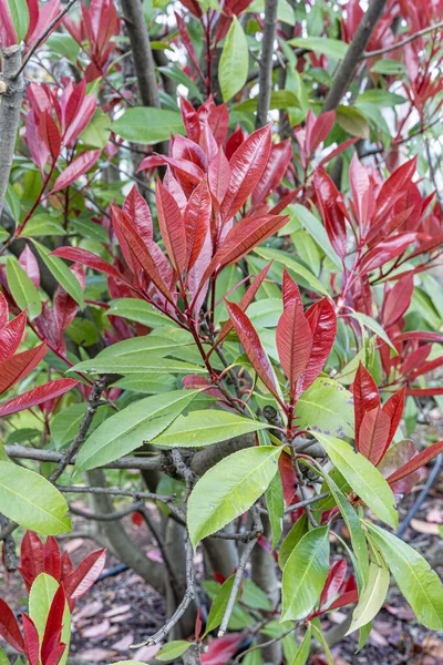 stock image Photinia Pink Crispy. Latin name : Photinia serratifolia Pink Crispy. Young tree tops leaves of Photinia serratifolia, New soft peak red and green in the park. Turkish name: alev calisi, alev agaci.