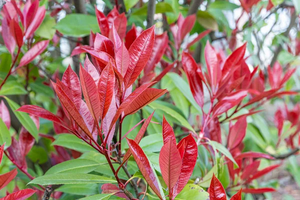 stock image Photinia Pink Crispy. Latin name : Photinia serratifolia Pink Crispy. Young tree tops leaves of Photinia serratifolia, New soft peak red and green in the park. Turkish name: alev calisi, alev agaci.