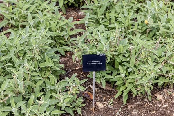 Spice plant: sage, (salvia officinalis), in the vegetable garden. Salvia officinalis, garden sage, common sage.