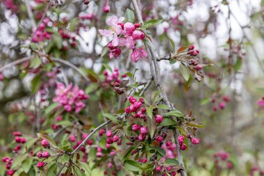 Yengeç Elması çiçeği. Elma bahçesinde bir sürü nadir yengeç elması var. Crab Apple Malus 'Neville Copeman' dan