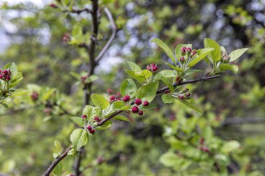 Yengeç Elması çiçeği. Elma bahçesinde bir sürü nadir yengeç elması var. Crab Apple Malus 'Neville Copeman' dan