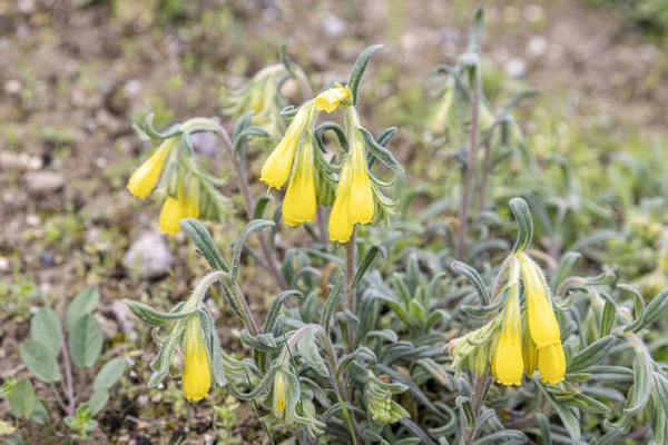 Stock image Onosma taurica, Onosma cinerea, Golden-flowered onosma, Boraginaceae. Wild plant shot in spring. Turkish name: Onosma mirabilis Khokhr, Emzik otu.