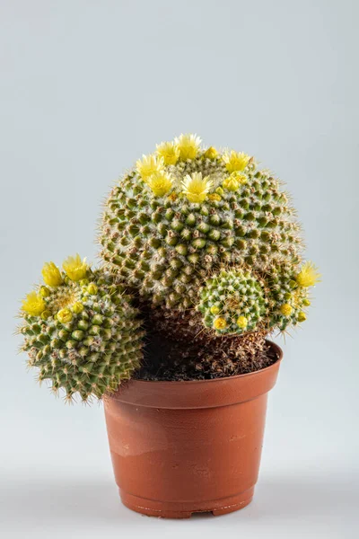 Beautiful cactus flowers, Yellow flowers of Parodia aureispina cactus bloom in small pot on natural background . close up yellow cactus flower blooming