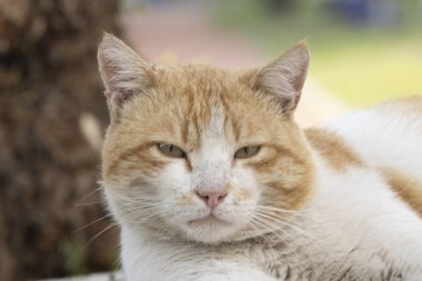 Beton duvarda oturan kırmızı tekir kedi yukarı bakar, yemek, miyavlama, yakın çekim gülümsemesi, üst görüş, yumuşak seçici odaklanma ister..
