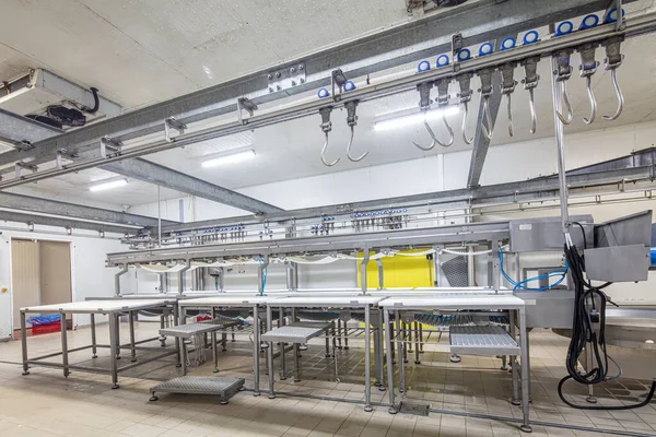 Meat processing machines at meat factory. Cutting meat in slaughterhouse. Meat processing factory. Cattles cut and hanged on hook in slaughterhouse, Meat industry, Wagyu Beef.