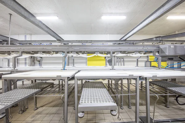 stock image Meat processing machines at meat factory. Cutting meat in slaughterhouse. Meat processing factory. Cattles cut and hanged on hook in slaughterhouse, Meat industry, Wagyu Beef.