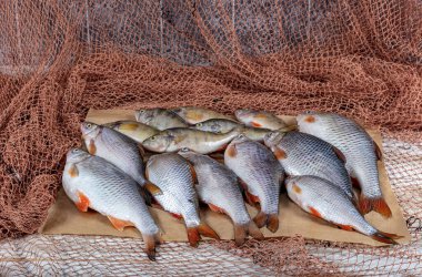 Freshwater fish carp are sold at the fishmonger's stall. Raw Greas carp fish on the market stall. Seafood supermarket counter full of fresh fish. Fresh fish delivery concept. clipart