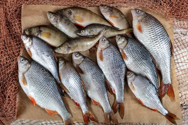 stock image Freshwater fish carp are sold at the fishmonger's stall. Raw Greas carp fish on the market stall. Seafood supermarket counter full of fresh fish. Fresh fish delivery concept.