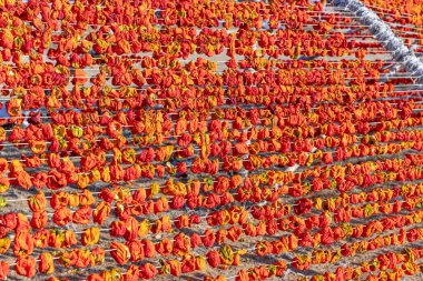 Biber kurutma, yeşil biberleri güneş ışığına maruz bırakarak kurutmayı içerir. Biberler iplere bağlanır ve güneşte kurutulur. Gaziantep, Türkiye.