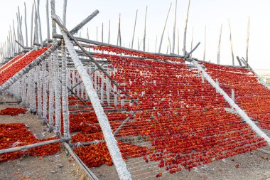 Biber kurutma, yeşil biberleri güneş ışığına maruz bırakarak kurutmayı içerir. Biberler iplere bağlanır ve güneşte kurutulur. Gaziantep, Türkiye.