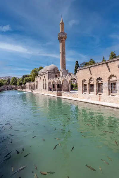 stock image Sanliurfa, Turkey August 4, 2024; Balikligol (The Fish Lake in English) in Sanliurfa, Turkey. The historic Pool of Abraham, or Pool of Sacred Fish in the city of Urfa, Turkey.