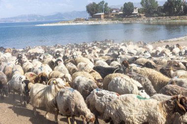 Koyun sürüsü. Van ilinin Van Gölü kıyısındaki Koç Duzu köyündeki otlaktan dönen koyunlar. Koyunlarla dolu bir koyun ağılı.