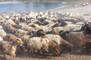 Koyun sürüsü. Van ilinin Van Gölü kıyısındaki Koç Duzu köyündeki otlaktan dönen koyunlar. Koyunlarla dolu bir koyun ağılı.