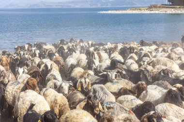 Koyun sürüsü. Van ilinin Van Gölü kıyısındaki Koç Duzu köyündeki otlaktan dönen koyunlar. Koyunlarla dolu bir koyun ağılı.