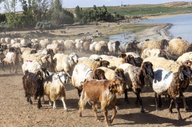 Koyun sürüsü. Van ilinin Van Gölü kıyısındaki Koç Duzu köyündeki otlaktan dönen koyunlar. Koyunlarla dolu bir koyun ağılı.