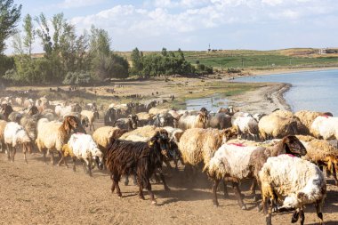 Koyun sürüsü. Van ilinin Van Gölü kıyısındaki Koç Duzu köyündeki otlaktan dönen koyunlar. Koyunlarla dolu bir koyun ağılı.