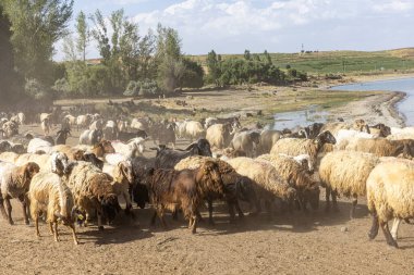 Koyun sürüsü. Van ilinin Van Gölü kıyısındaki Koç Duzu köyündeki otlaktan dönen koyunlar. Koyunlarla dolu bir koyun ağılı.