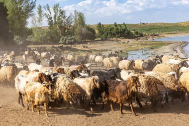 Koyun sürüsü. Van ilinin Van Gölü kıyısındaki Koç Duzu köyündeki otlaktan dönen koyunlar. Koyunlarla dolu bir koyun ağılı.