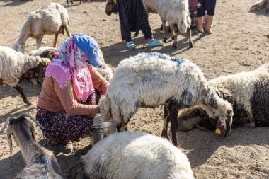 Van, Türkiye, 6 Temmuz 2024, bir koyun sürüsü. Van ilindeki Van Gölü kıyısındaki Koç Duzu köyünde otlayan koyunlar geri dönüyor. Koyun sağma işlemi.