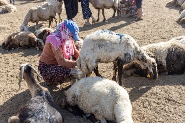 Van, Türkiye, 6 Temmuz 2024, bir koyun sürüsü. Van ilindeki Van Gölü kıyısındaki Koç Duzu köyünde otlayan koyunlar geri dönüyor. Koyun sağma işlemi.