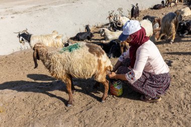 Van, Türkiye, 6 Temmuz 2024, bir koyun sürüsü. Van ilindeki Van Gölü kıyısındaki Koç Duzu köyünde otlayan koyunlar geri dönüyor. Koyun sağma işlemi.