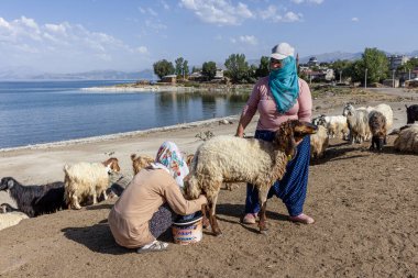 Van, Türkiye, 6 Temmuz 2024, bir koyun sürüsü. Van ilindeki Van Gölü kıyısındaki Koç Duzu köyünde otlayan koyunlar geri dönüyor. Koyun sağma işlemi.