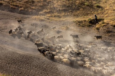 Bitlis Türkiye 'de sürülerin tozlu yolculuğu ve bir çoban. Koyun sürüleri tozlu yollardan otlaklarına geçtiğinde oluşan toz bulutuyla muhteşem fotoğraflar.