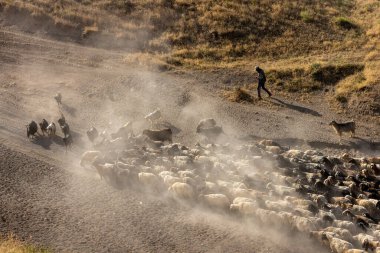 Bitlis Türkiye 'de sürülerin tozlu yolculuğu ve bir çoban. Koyun sürüleri tozlu yollardan otlaklarına geçtiğinde oluşan toz bulutuyla muhteşem fotoğraflar.