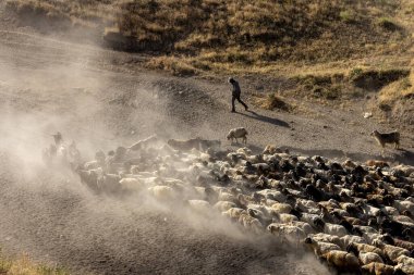 Bitlis Türkiye 'de sürülerin tozlu yolculuğu ve bir çoban. Koyun sürüleri tozlu yollardan otlaklarına geçtiğinde oluşan toz bulutuyla muhteşem fotoğraflar.