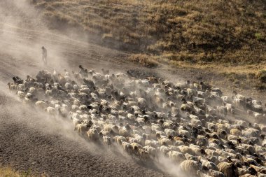 Bitlis Türkiye 'de sürülerin tozlu yolculuğu ve bir çoban. Koyun sürüleri tozlu yollardan otlaklarına geçtiğinde oluşan toz bulutuyla muhteşem fotoğraflar.