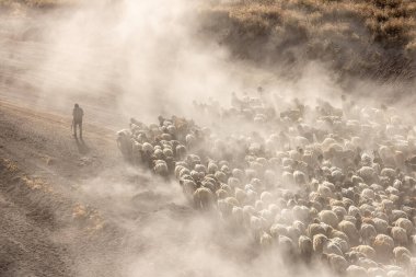 Bitlis Türkiye 'de sürülerin tozlu yolculuğu ve bir çoban. Koyun sürüleri tozlu yollardan otlaklarına geçtiğinde oluşan toz bulutuyla muhteşem fotoğraflar.